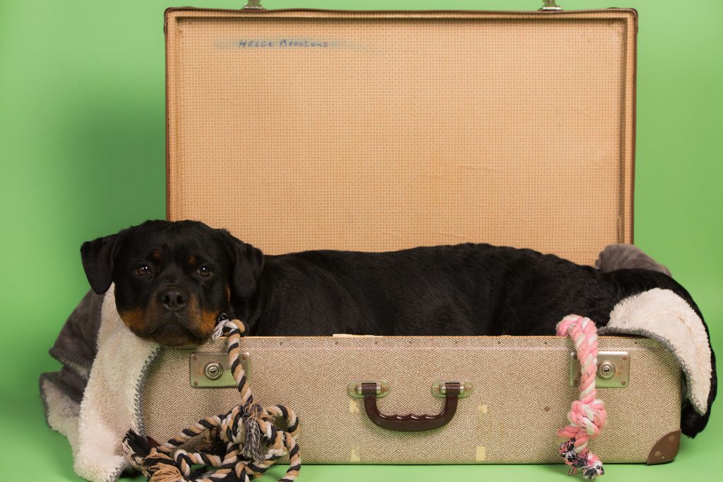 Rottweiler in suitcase