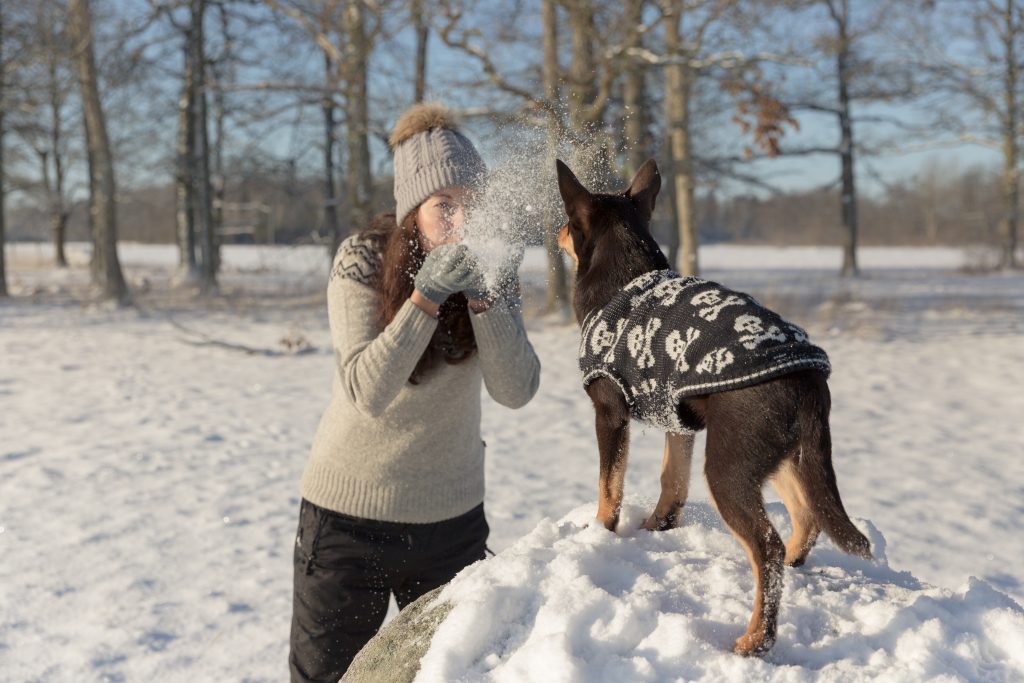 kompis hundträning, hundkurs Gotland, Anna Amnéus, kelpie