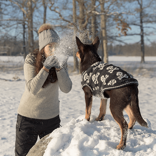 valpkurs vinter Gotland kompis positiv hundträning 1