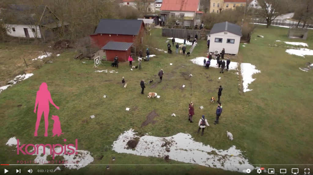 Hundvänligt nyårsfirande Gotland Kompis hundträning