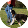 valp av pudelkorsning lär sig gå fint, hundkurser Gotland