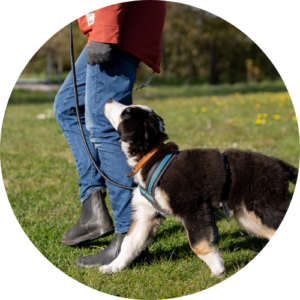 valp av pudelkorsning lär sig gå fint, hundkurser Gotland
